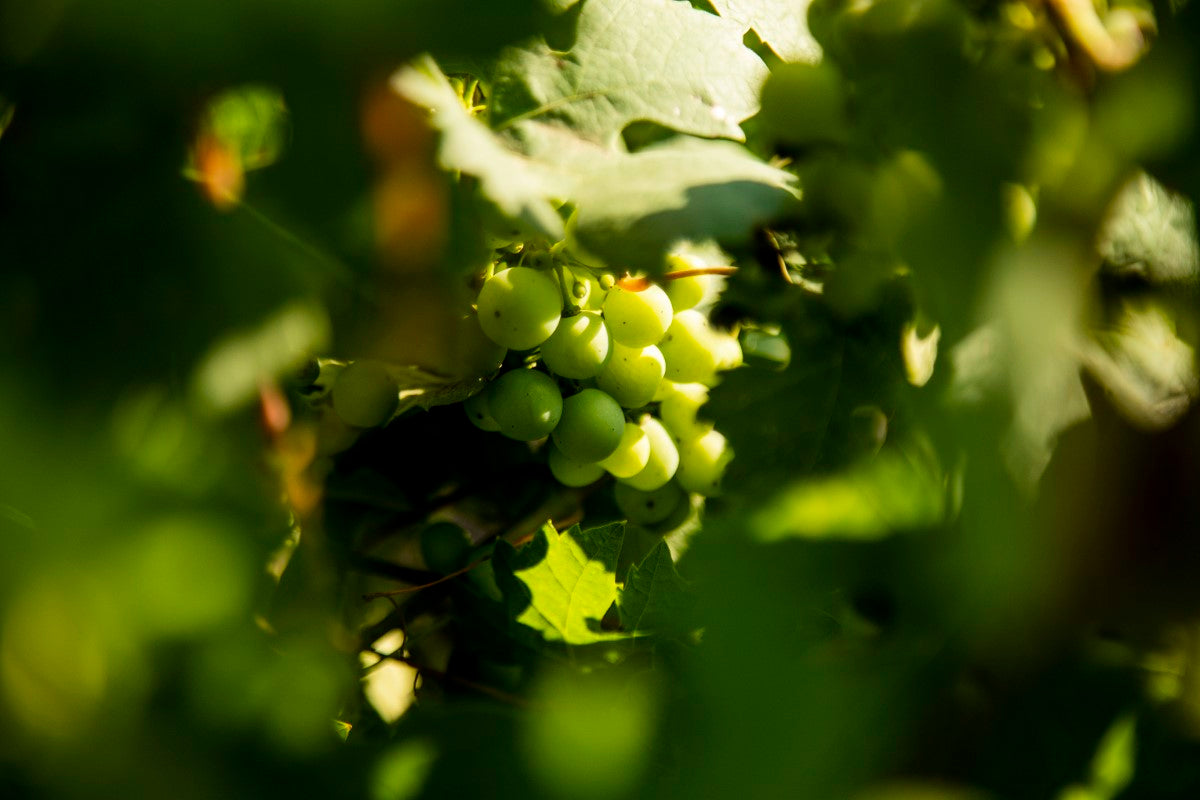 Come nasce un vino di qualità: dalla vigna alla bottiglia