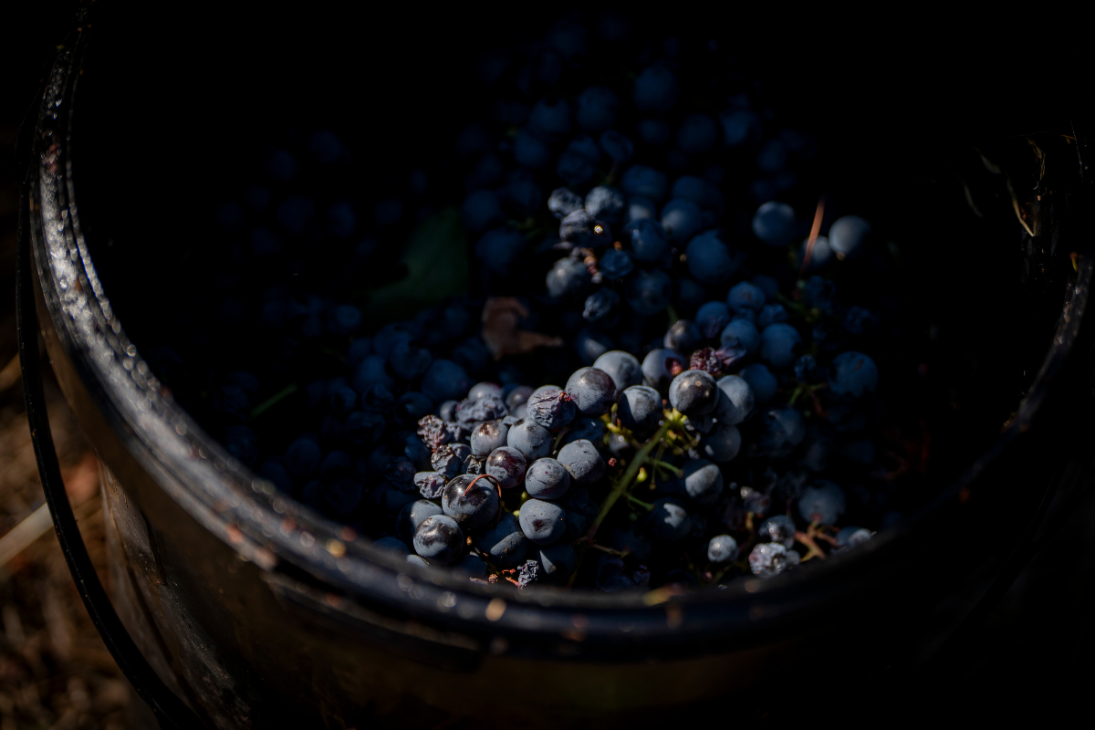 Dalla vigna al vino, nel cuore dell’Alta Murgia