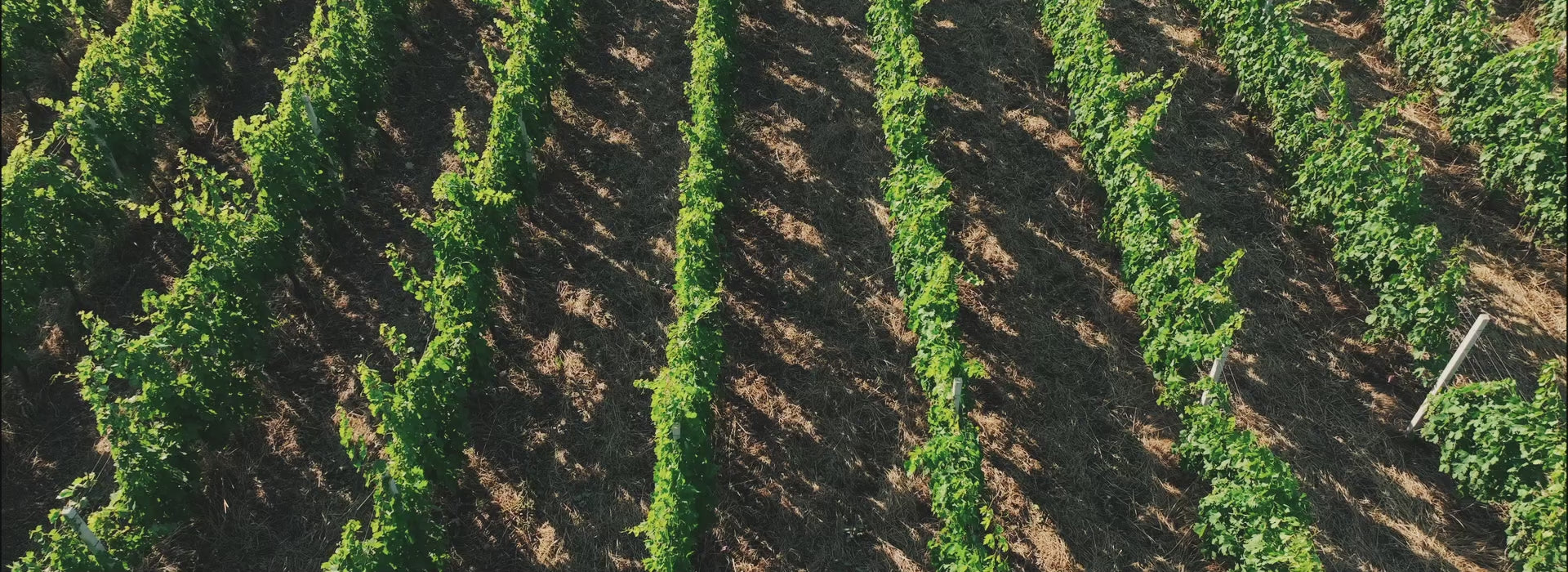 Video preview image